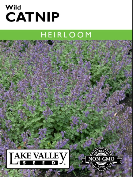 Catnip Wild Heirloom