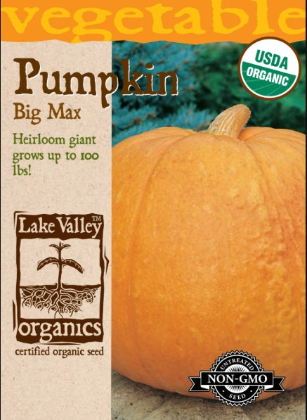 Organic Pumpkin Big Max Heirloom