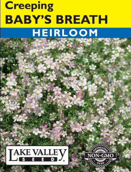 Baby's Breath Creeping Heirloom
