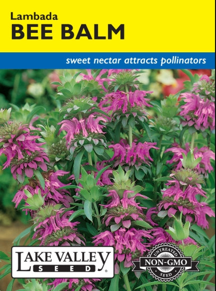 Bee Balm Lambada