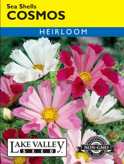 Cosmos Sea Shells Mixed Colors Heirloom