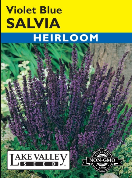 Salvia Violet-blue Heirloom
