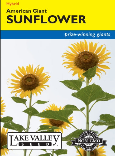 Sunflower American Giant Yellow Hybrid