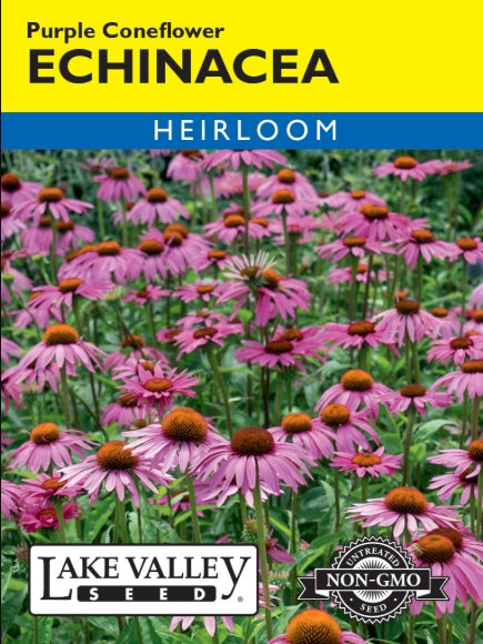 Echinacea Purple Coneflower Heirloom