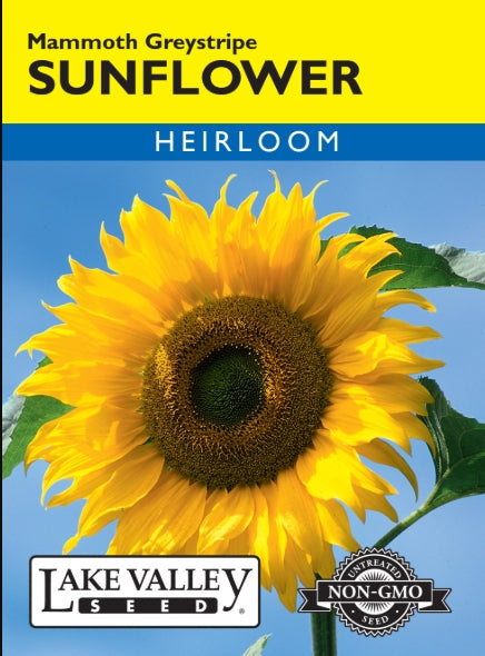 Sunflower Mammoth Greystripe Heirloom