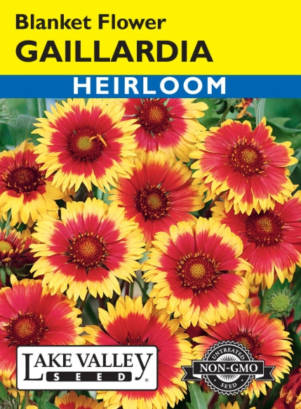 Gaillardia Blanket Flower Heirloom
