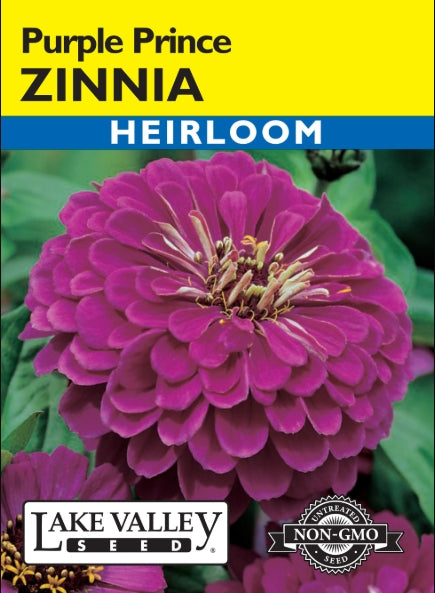 Zinnia Purple Prince Heirloom
