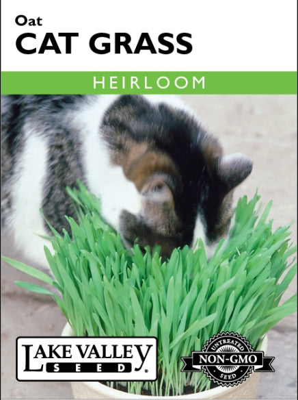 Cat Grass Oat Heirloom