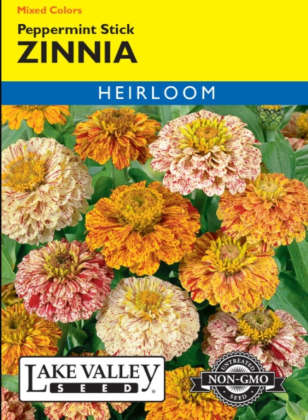 Zinnia Peppermint Stick Mixed Colors Heirloom