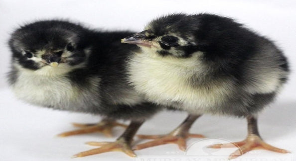 Blue Australorp (Live)