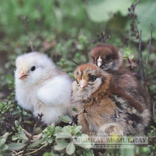 Ameraucana