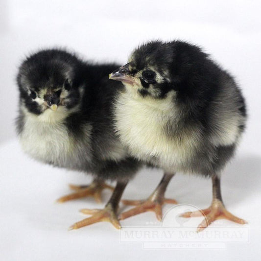 Black Australorp (Live)