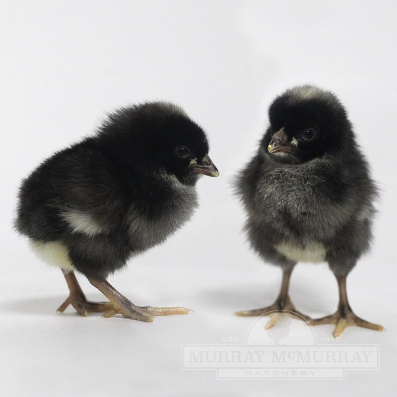 Barred Plymouth Rock (LIVE)