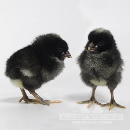 Barred Plymouth Rock (LIVE)