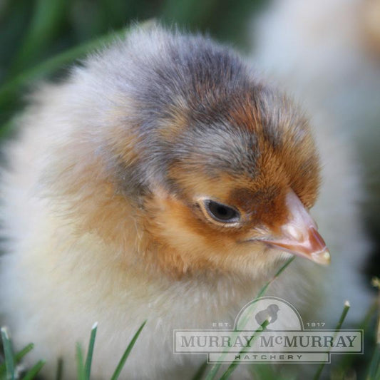 Blue Laced Red Wyandotte
