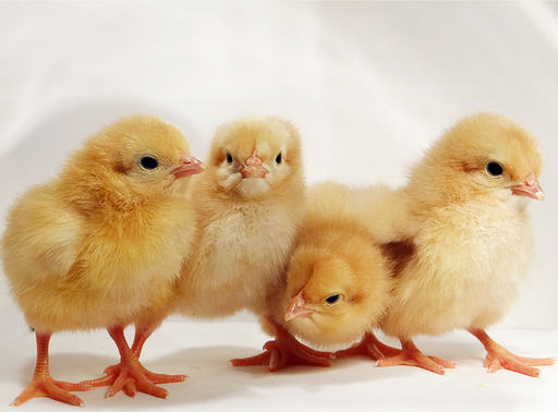 Buff Orpington (Live)
