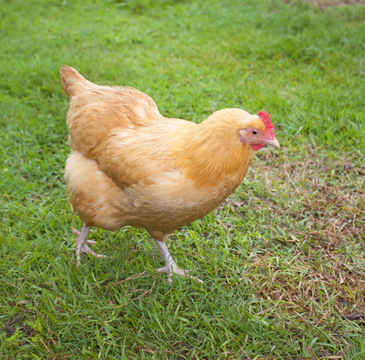 Buff Orpington (Live)