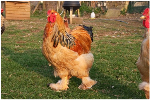Brahmas