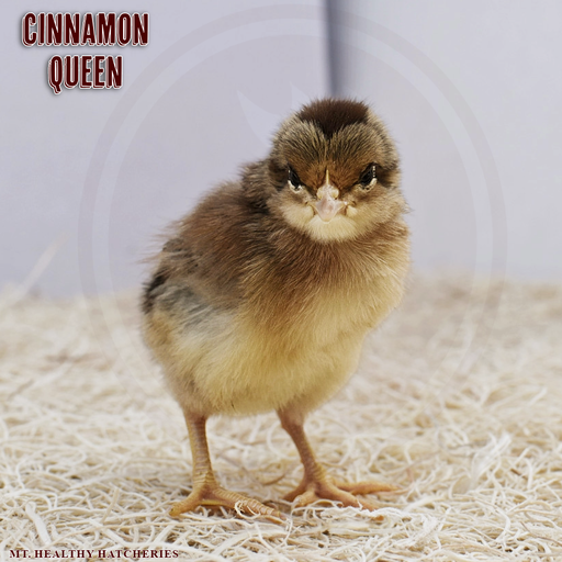 Cinnamon Queen