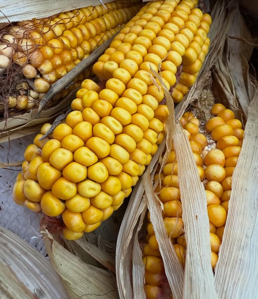 Cobb Corn 40lbs