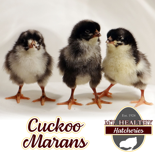 Cuckoo Maran