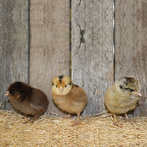 Easter Egger