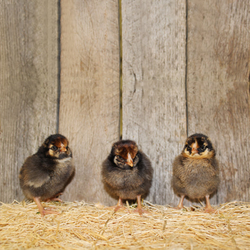 Golden Laced Wyandotte