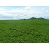 Ladino Clover Seed - White Clover Inoculated & Coated