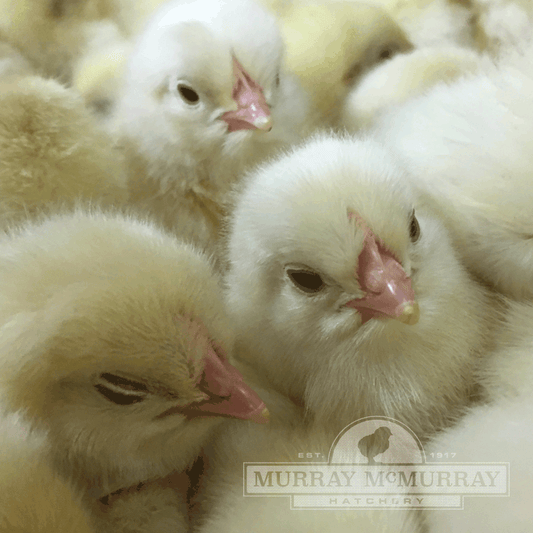 Pearl White Leghorn