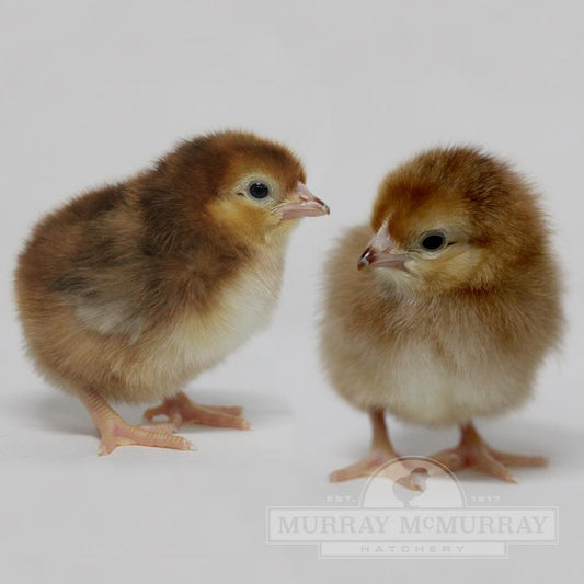 Rhode Island Red (LIVE)