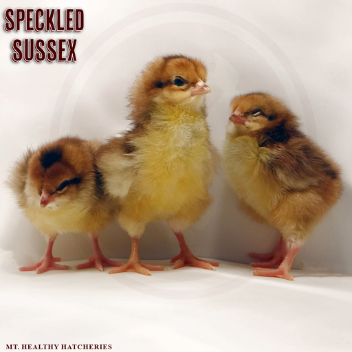 Speckled Sussex