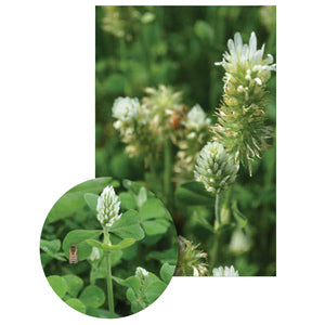Clover - White Cloud Coated & Inoculated